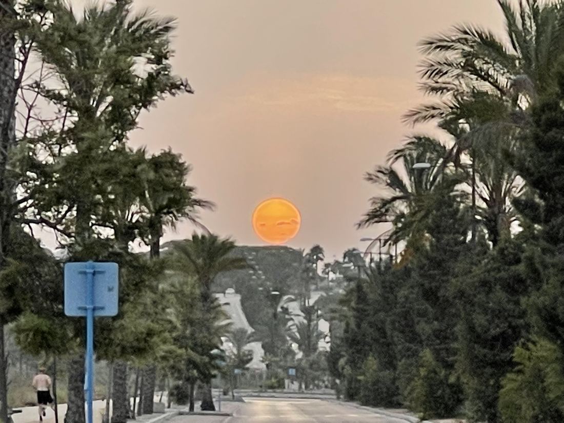 A golden sunset over a palm-lined promenade near the coast